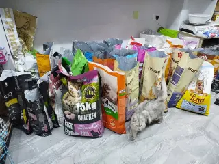 مركز Pet Village في صحنايا: حلاقة وحمام ومستلزمات الحيوانات الأليفة