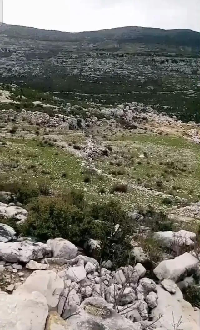 أرض زراعية بمساحة 9300 م² في بلتعا بصلنفة، طابو أخضر نظامي