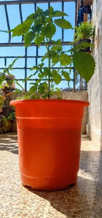ريحان عطري (حبق) بأوراق خضراء ورائحة قوية للزراعة في حمص