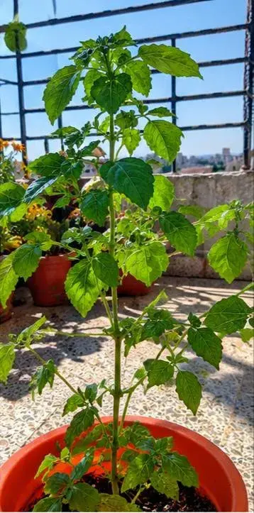 ريحان عطري (حبق) بأوراق خضراء ورائحة قوية للزراعة في حمص - صورة 2