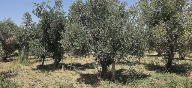 أرض زراعية بتسعة آلاف م² في دوما، مزروعة زيتوناً ومشمشاً ورماناً، بطابو أخضر - صورة 9