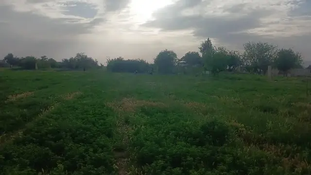 أرض زراعية بتسعة آلاف م² في دوما، مزروعة زيتوناً ومشمشاً ورماناً، بطابو أخضر - صورة 3