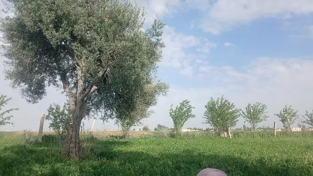 أرض زراعية بتسعة آلاف م² في دوما، مزروعة زيتوناً ومشمشاً ورماناً، بطابو أخضر - صورة 5